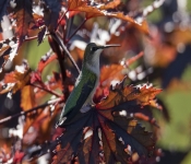 2019 09 15 LongFellowGardens 019